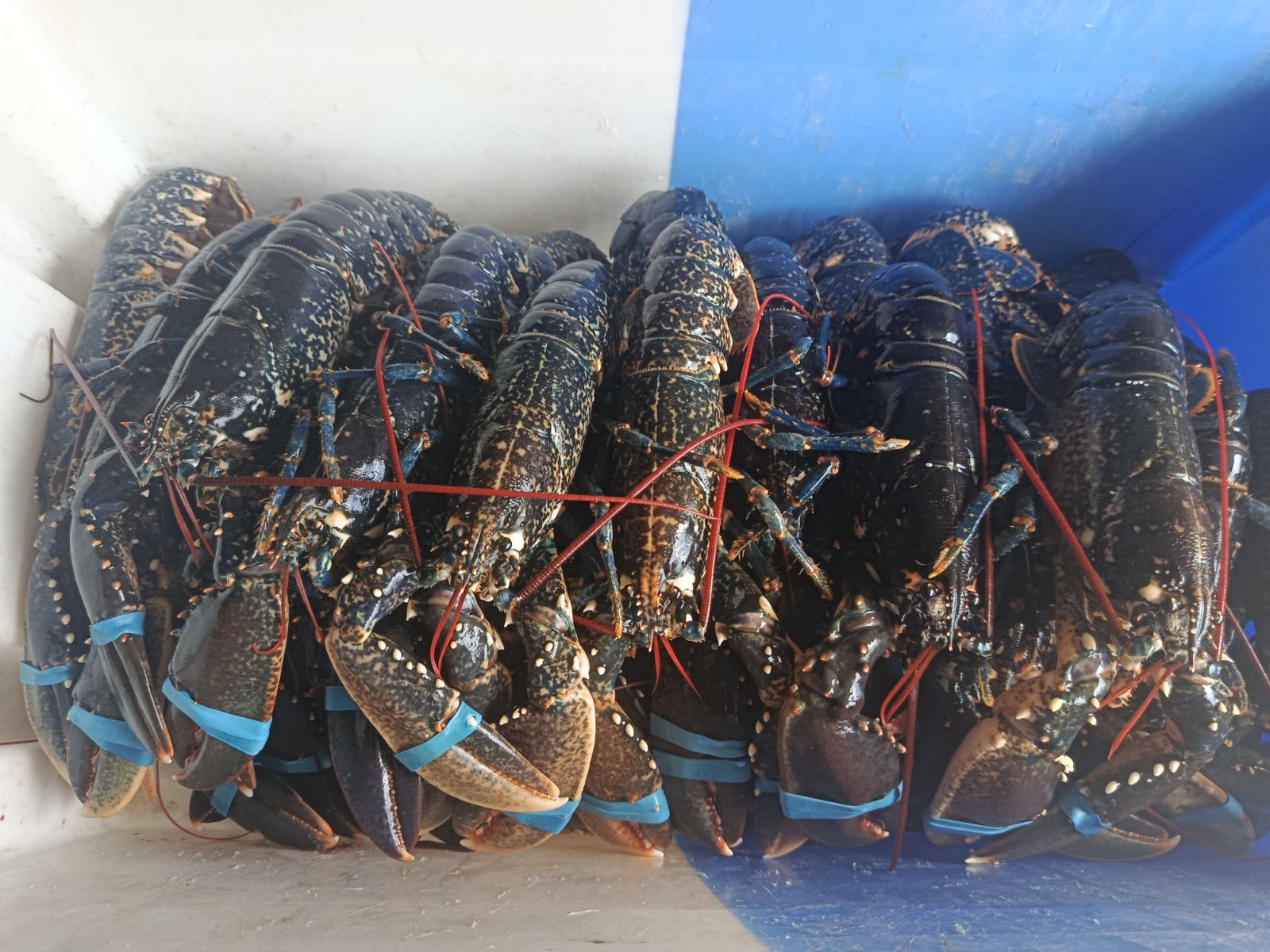 Le caseyeur tient deux homards bleus à bord, le geste sûr et la mer ouverte derrière lui.