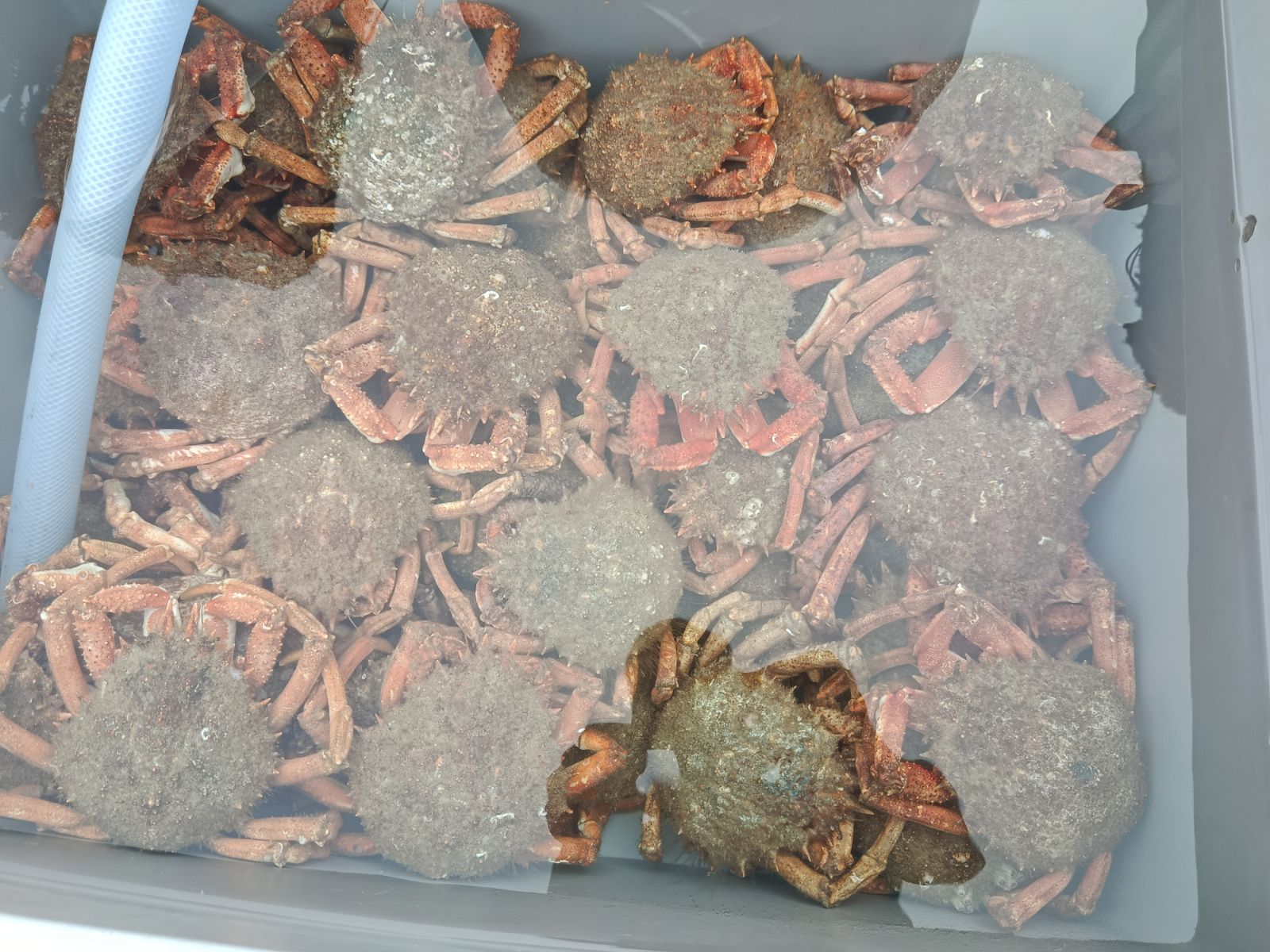 Casier ouvert sur le pont, homards bleus de Bretagne triés un à un, élastiques bleus aux pinces.