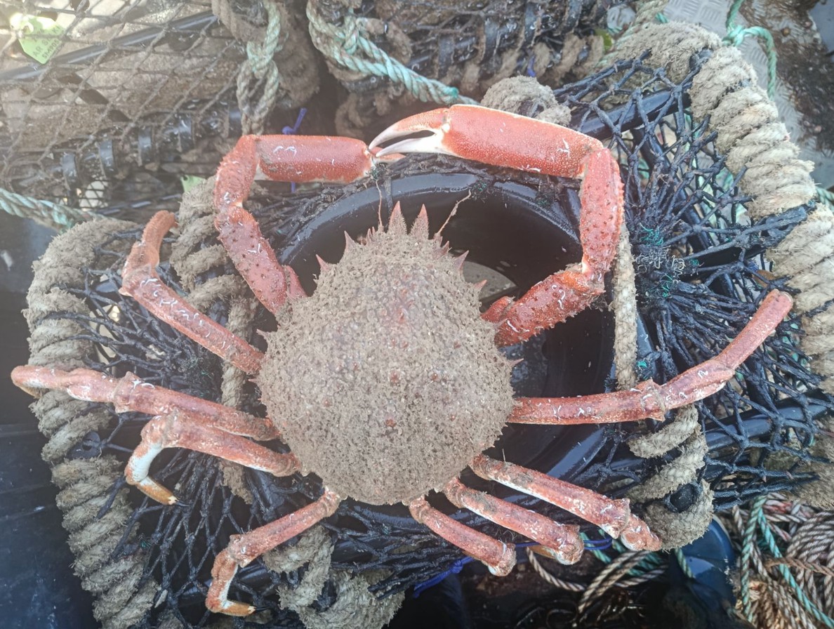 Araignée de mer posée sur les casiers empilés sur le pont.