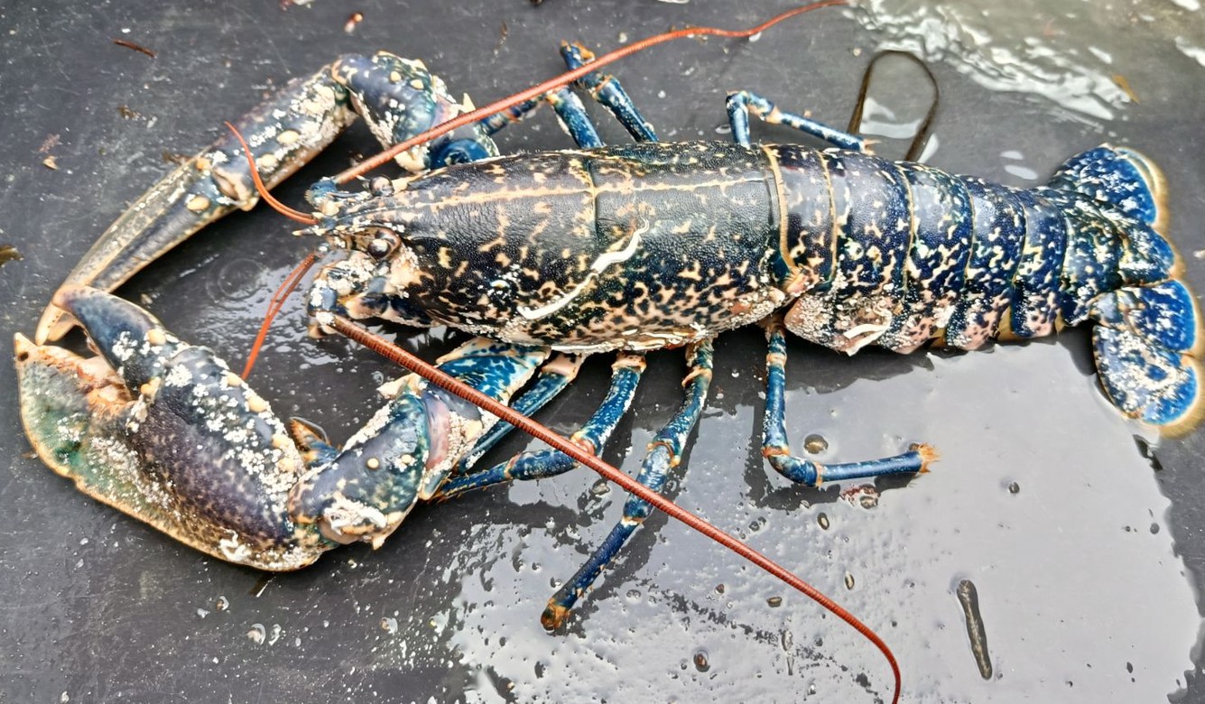 Homard bleu vivant, sélectionné à bord avant sa mise au vivier oxygéné.