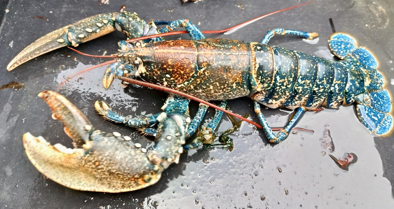 Homard bleu de Bretagne aux pattes bleutées, à bord du caseyeur.