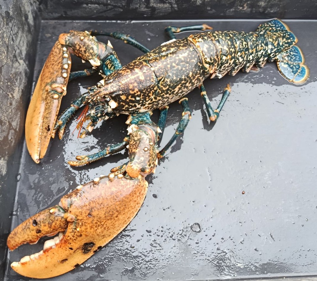 Homard breton remonté du casier, posé sur le pont du bateau.
