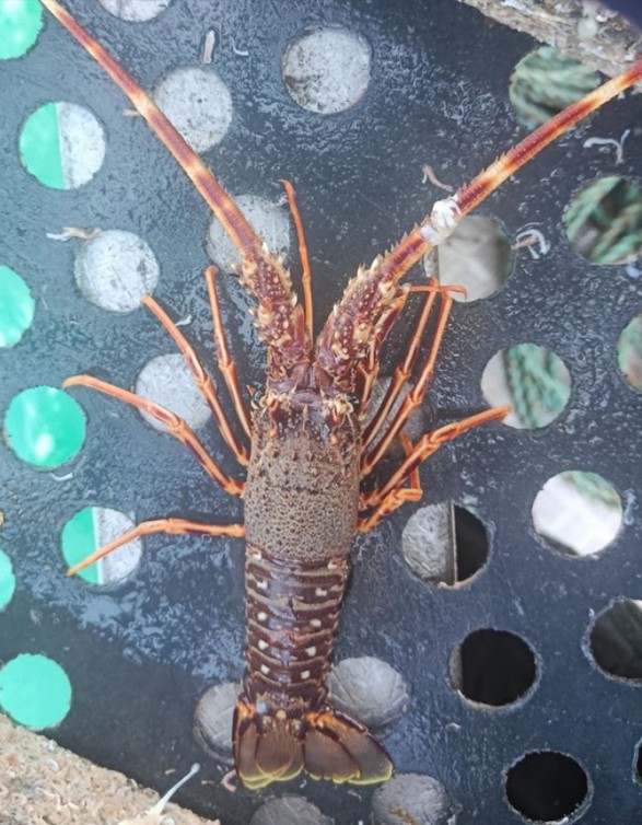Langouste rouge remontée dans un casier au large de la côte d'Émeraude.