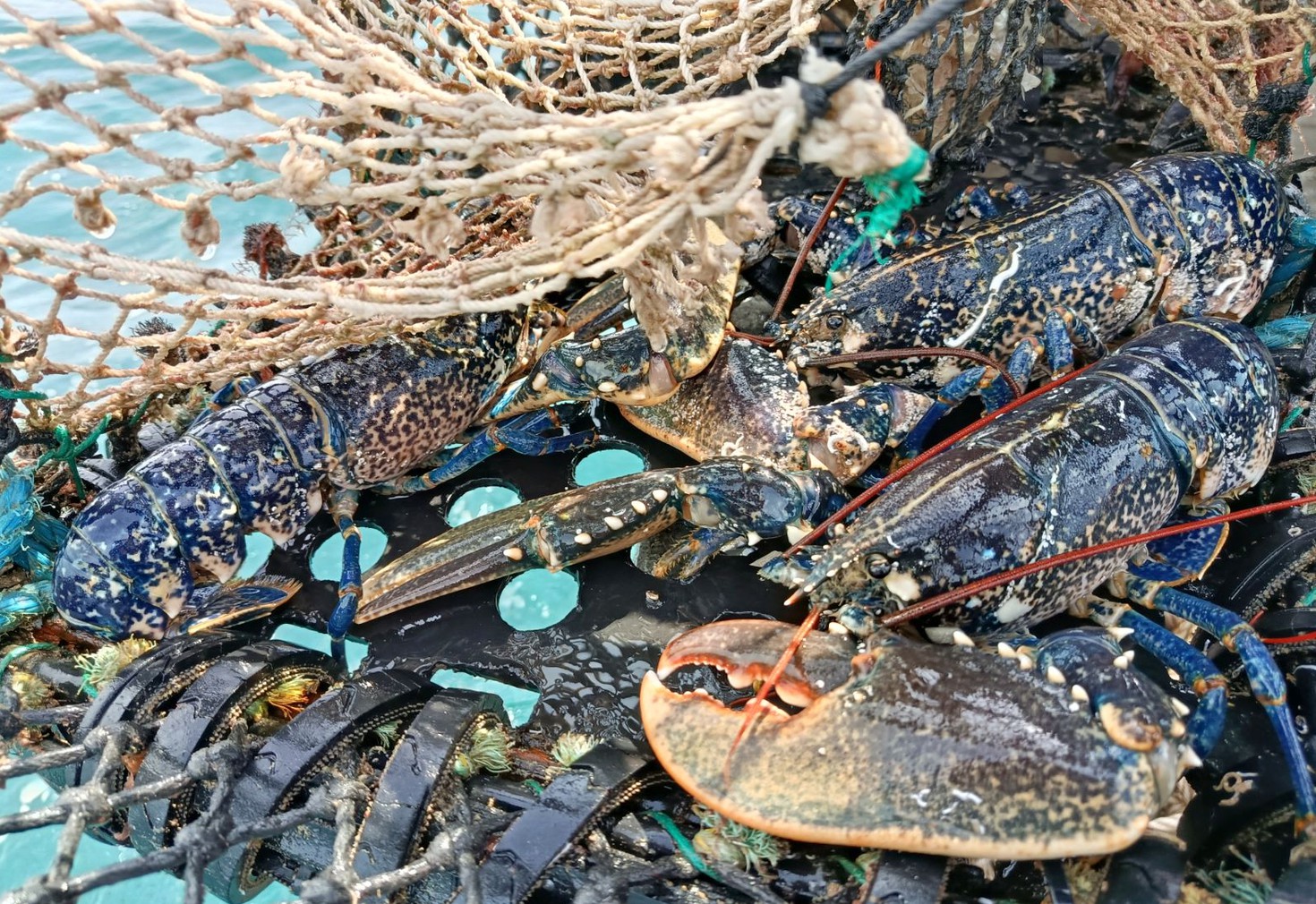Homards bleus de Bretagne dans le casier remonté à bord, à la surface de l'eau.